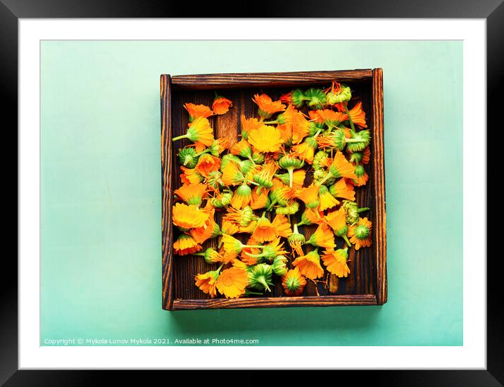 Marigold flowers or calendula,Chinese herbal medicine Framed Mounted Print by Mykola Lunov Mykola