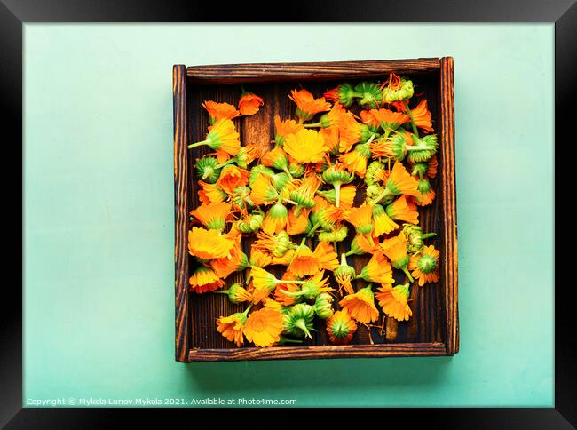 Marigold flowers or calendula,Chinese herbal medicine Framed Print by Mykola Lunov Mykola