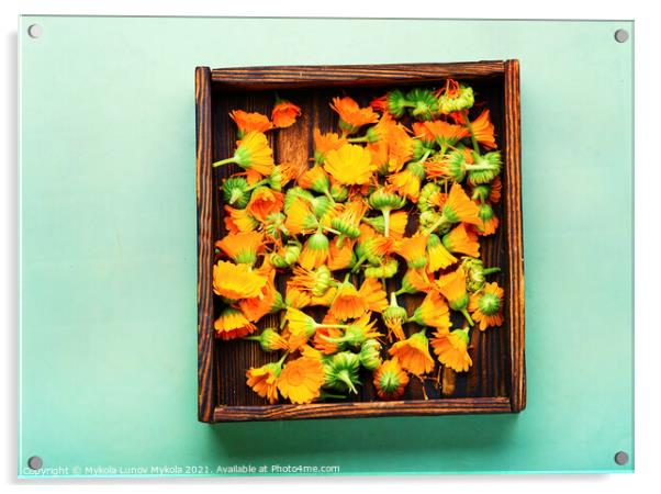 Marigold flowers or calendula,Chinese herbal medicine Acrylic by Mykola Lunov Mykola