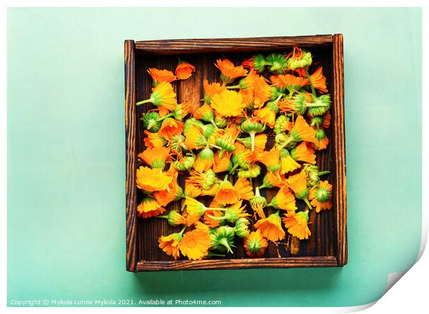 Marigold flowers or calendula,Chinese herbal medicine Print by Mykola Lunov Mykola