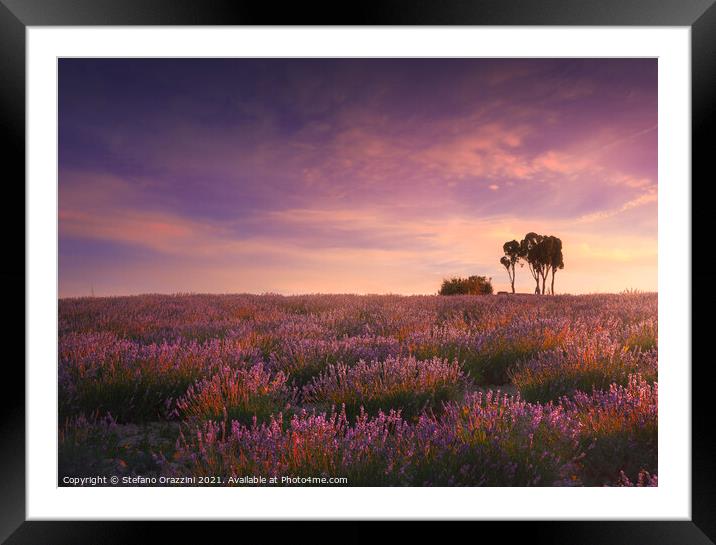 Lavender fields and trees In Tuscany Framed Mounted Print by Stefano Orazzini
