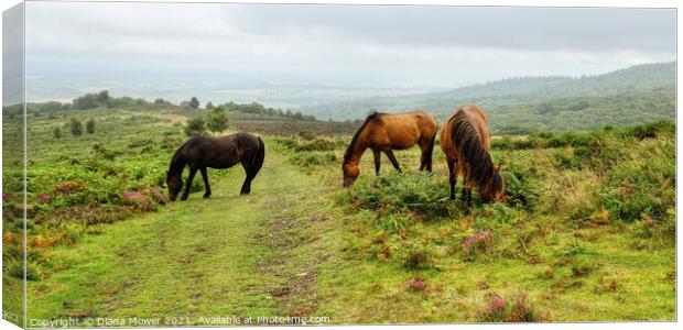 Quantock Hills Horses Somerset Panoramic Canvas Print by Diana Mower