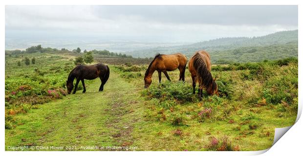 Quantock Hills Horses Somerset Panoramic Print by Diana Mower