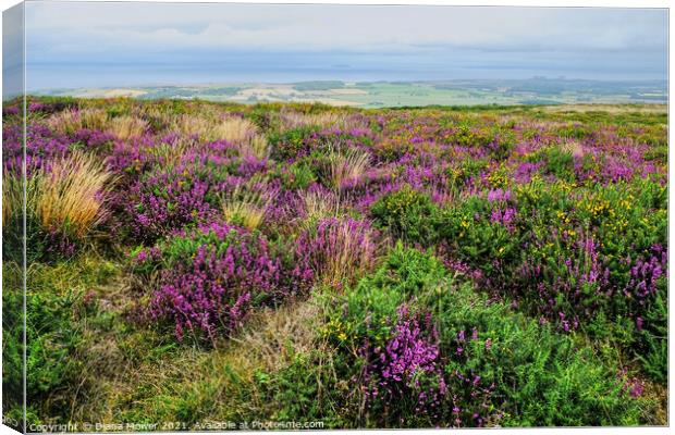 Quantock Hills Heather Somerset Canvas Print by Diana Mower