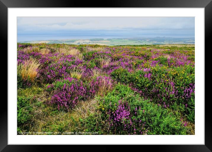 Quantock Hills Heather Somerset Framed Mounted Print by Diana Mower