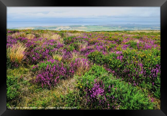 Quantock Hills Heather Somerset Framed Print by Diana Mower