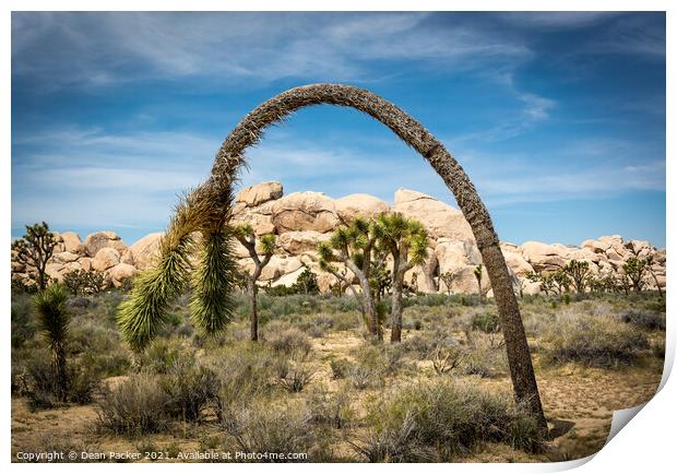 Joshua Tree Print by Dean Packer