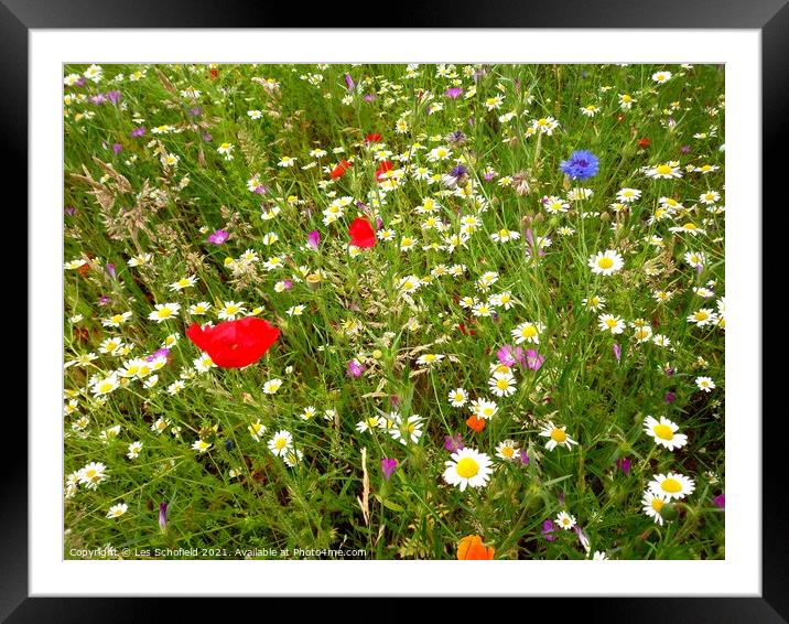 Wildflower medow Framed Mounted Print by Les Schofield
