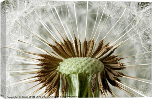 Inside a dandelion seed head macro Canvas Print by Simon Bratt LRPS