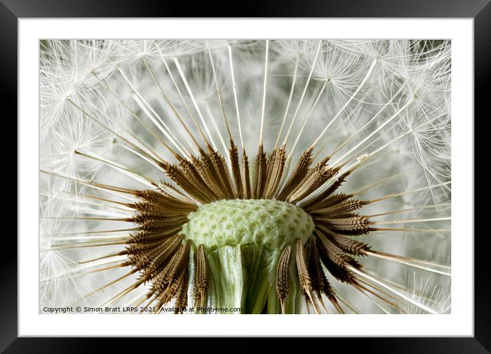 Inside a dandelion seed head macro Framed Mounted Print by Simon Bratt LRPS