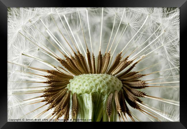 Inside a dandelion seed head macro Framed Print by Simon Bratt LRPS