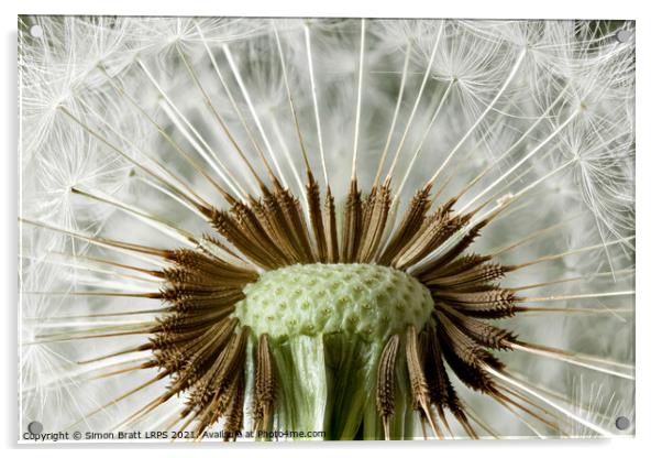 Inside a dandelion seed head macro Acrylic by Simon Bratt LRPS