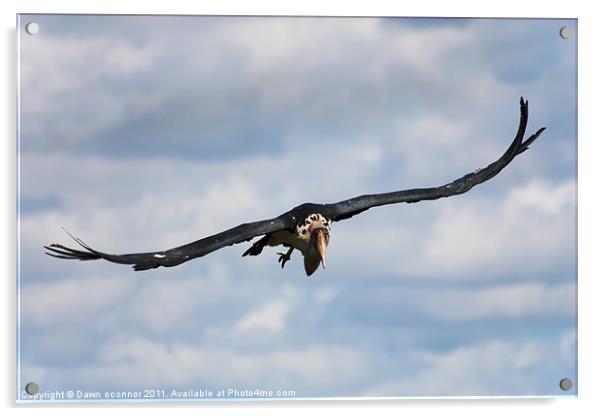 Maribou stork - Leptoptilos crumeniferus Acrylic by Dawn O'Connor
