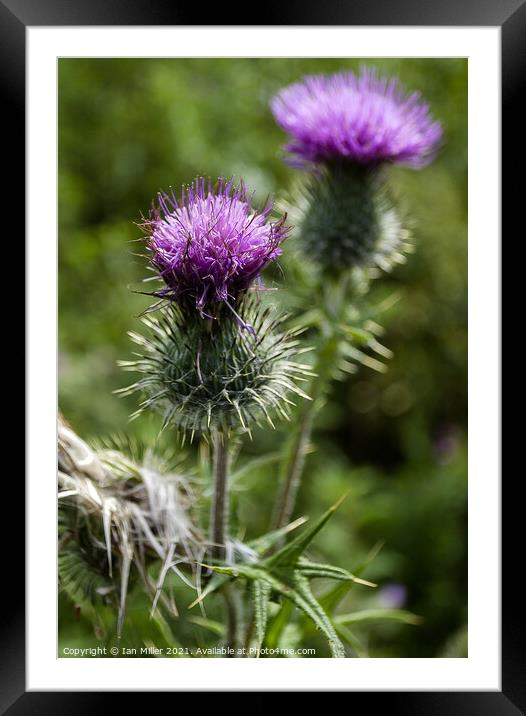 Thistle Framed Mounted Print by Ian Miller