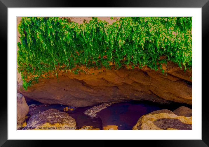 Seaweed hanging from coast stone Framed Mounted Print by Hanif Setiawan