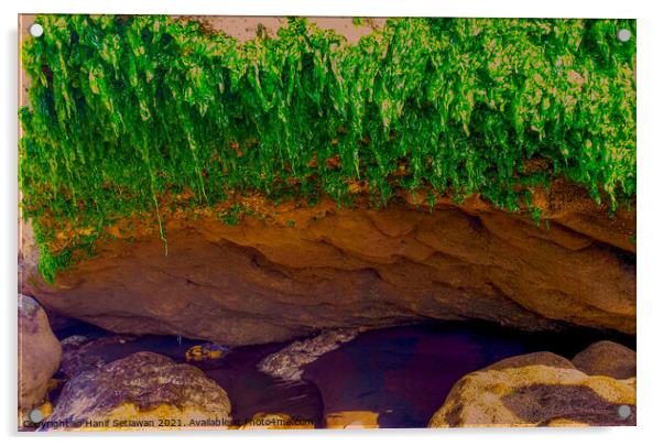 Seaweed hanging from coast stone Acrylic by Hanif Setiawan