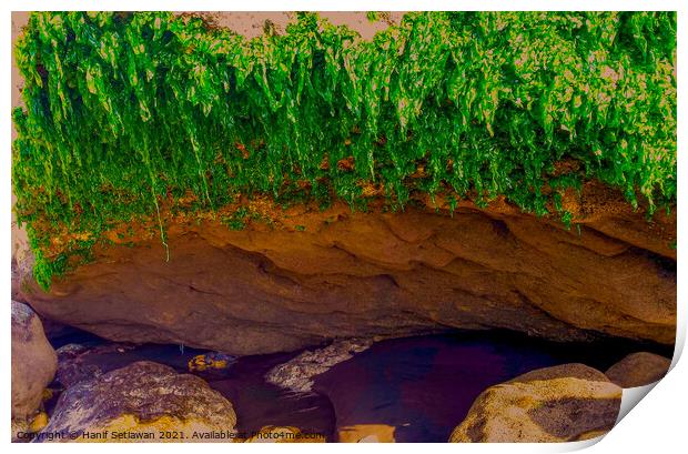 Seaweed hanging from coast stone Print by Hanif Setiawan