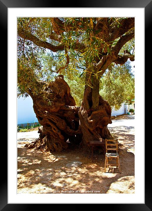 1,800 Year Old Olive Tree Framed Mounted Print by Peter Blunn
