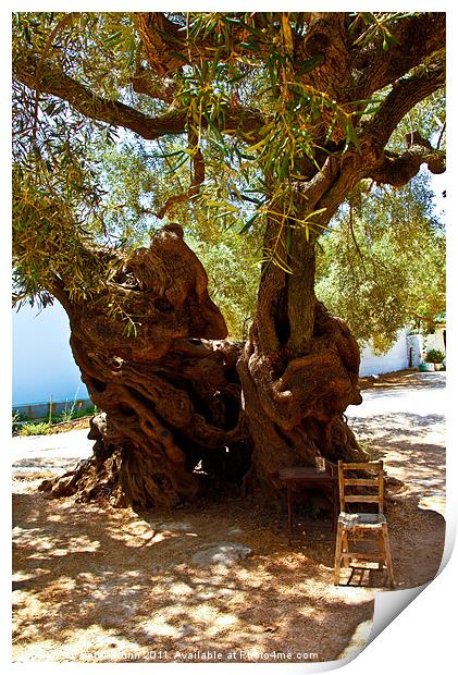 1,800 Year Old Olive Tree Print by Peter Blunn