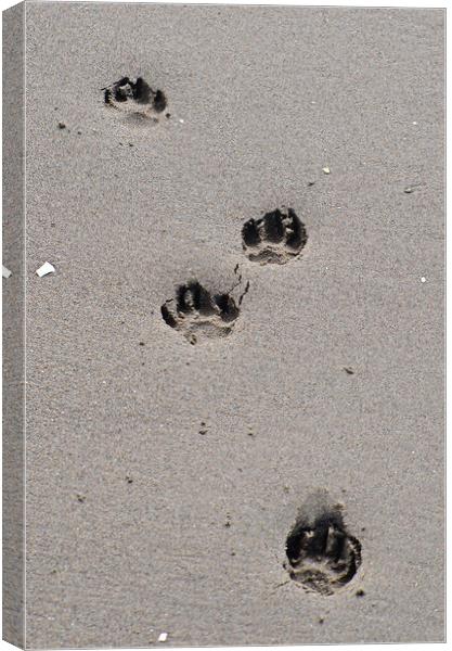 Puppy paw prints on the beach Canvas Print by Allan Durward Photography