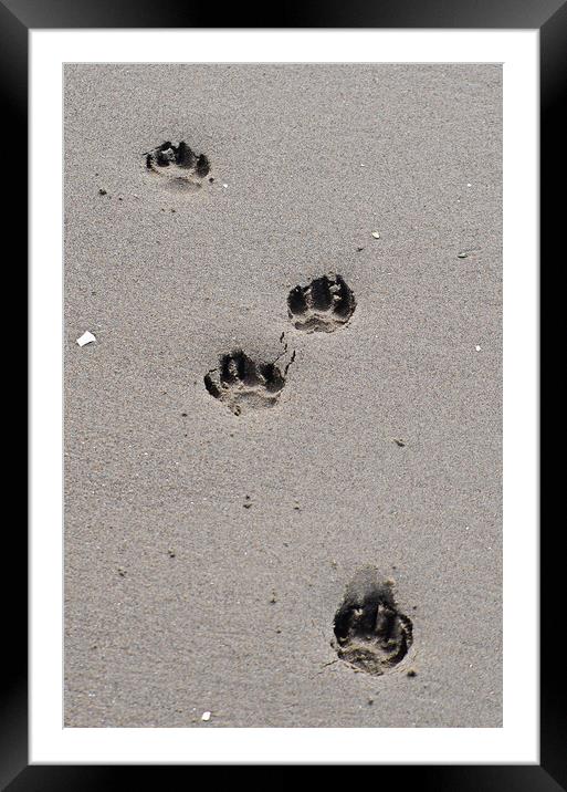 Puppy paw prints on the beach Framed Mounted Print by Allan Durward Photography