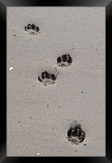 Puppy paw prints on the beach Framed Print by Allan Durward Photography