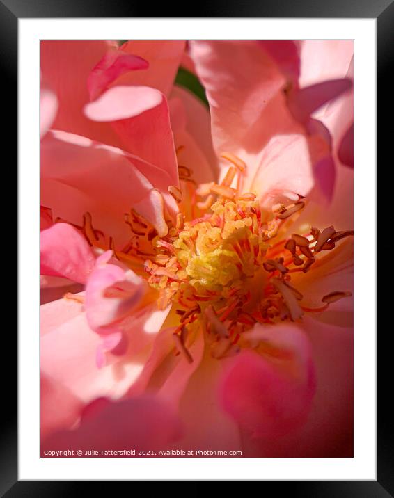 The beauty within the Rose Framed Mounted Print by Julie Tattersfield