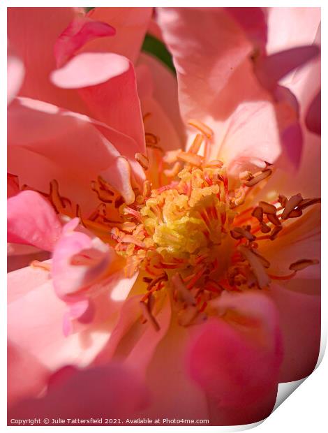 The beauty within the Rose Print by Julie Tattersfield