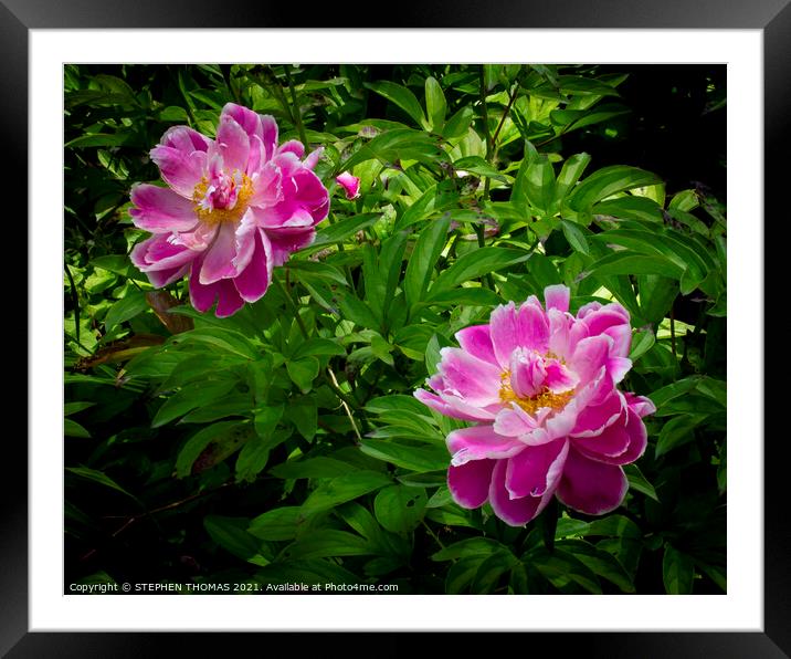 Pretty Pink Peonies Framed Mounted Print by STEPHEN THOMAS