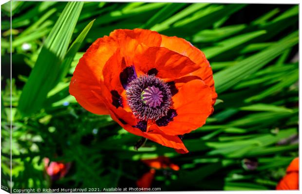 Poppy - in remembrance Canvas Print by Richard Murgatroyd