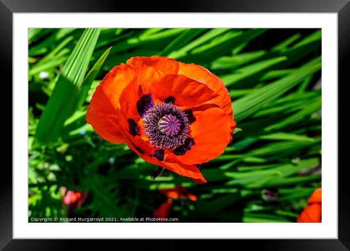 Poppy - in remembrance Framed Mounted Print by Richard Murgatroyd