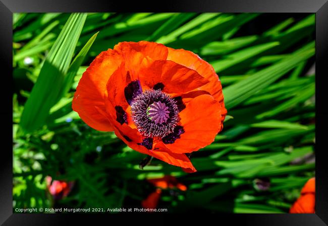Poppy - in remembrance Framed Print by Richard Murgatroyd