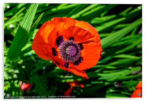 Poppy - in remembrance Acrylic by Richard Murgatroyd