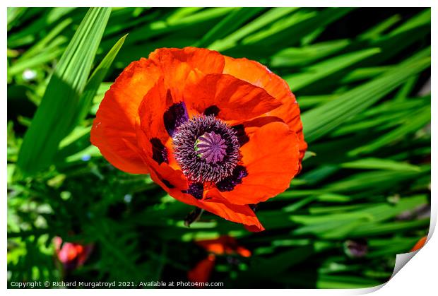Poppy - in remembrance Print by Richard Murgatroyd