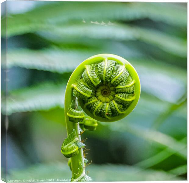 Coiled Nature Canvas Print by Robert Trench