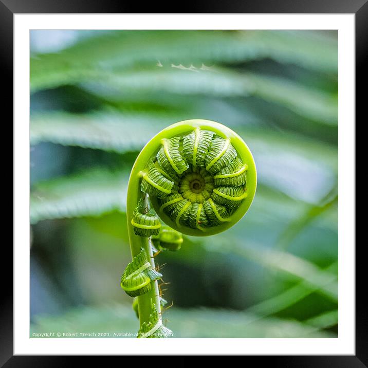 Coiled Nature Framed Mounted Print by Robert Trench