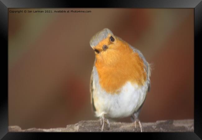 A Robin   Framed Print by Ian Larman