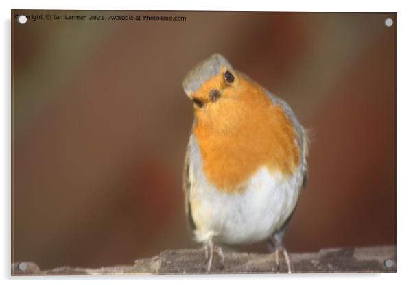 A Robin   Acrylic by Ian Larman