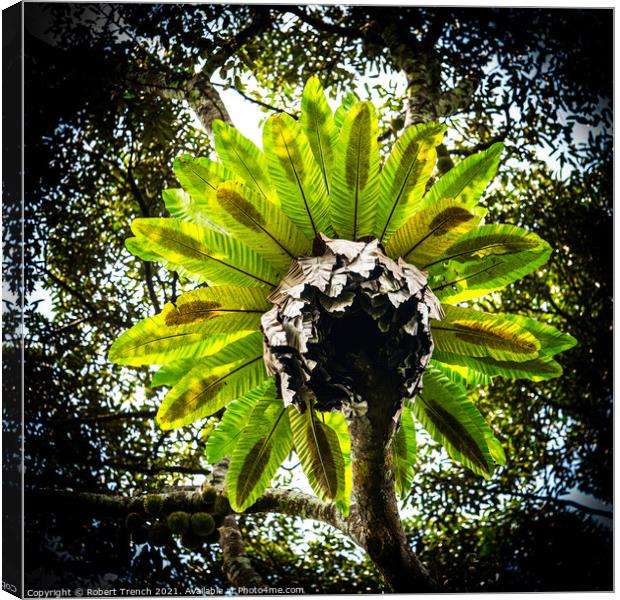 Feathered Palm Canvas Print by Robert Trench