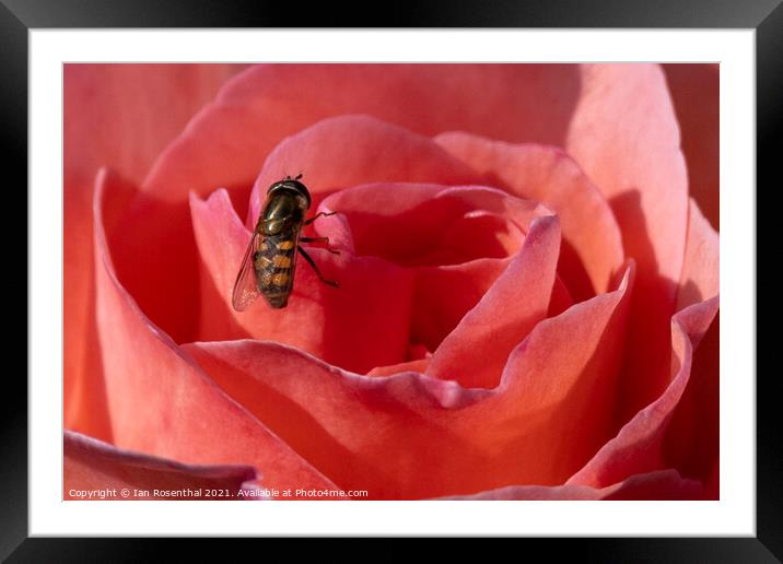 Hoverfly on Rose Framed Mounted Print by Ian Rosenthal
