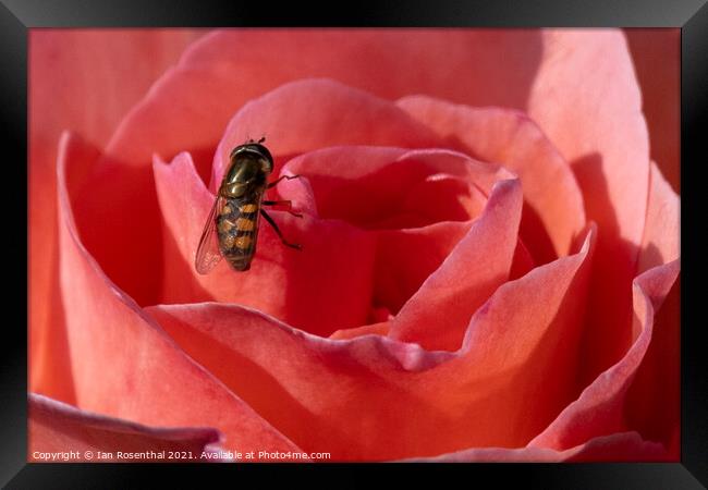 Hoverfly on Rose Framed Print by Ian Rosenthal