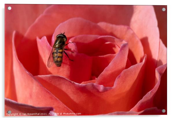 Hoverfly on Rose Acrylic by Ian Rosenthal