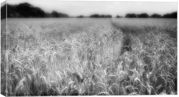 Field of Dreams Canvas Print by Gareth Burge Photography