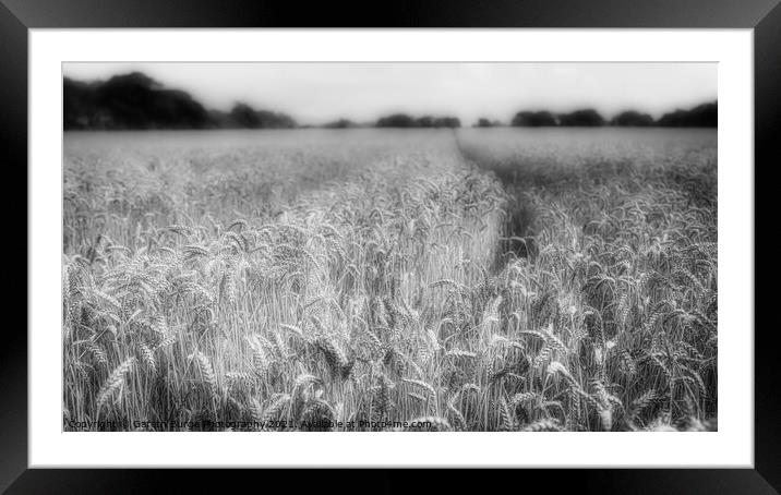 Field of Dreams Framed Mounted Print by Gareth Burge Photography