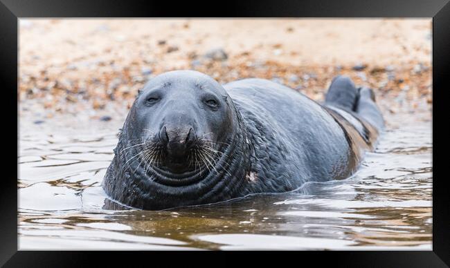 Grey Seal at Blakeney Framed Print by Jason Wells