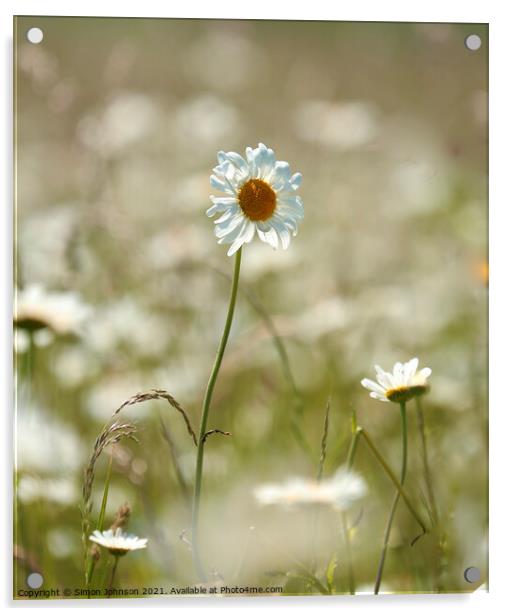 Daisy  flower Acrylic by Simon Johnson