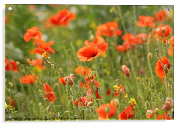  Poppies Acrylic by Simon Johnson