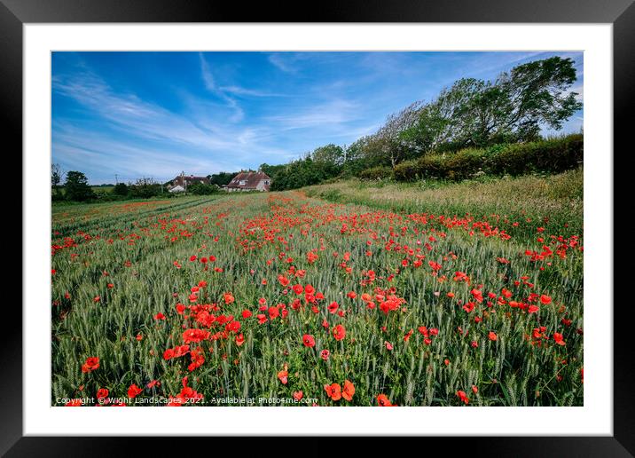 Isle Of Wight Red Poppies Framed Mounted Print by Wight Landscapes
