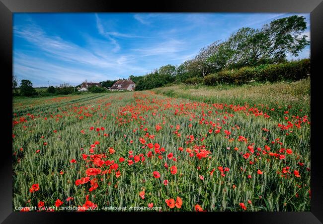 Isle Of Wight Red Poppies Framed Print by Wight Landscapes
