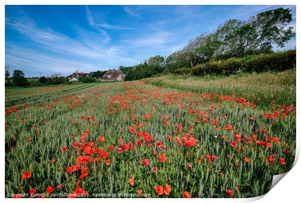 Isle Of Wight Red Poppies Print by Wight Landscapes